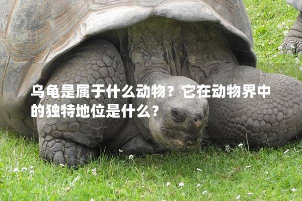 乌龟是属于什么动物？它在动物界中的独特地位是什么？