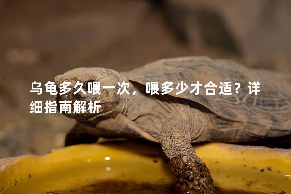 乌龟多久喂一次，喂多少才合适？详细指南解析