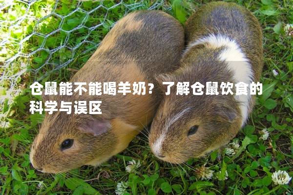 仓鼠能不能喝羊奶？了解仓鼠饮食的科学与误区