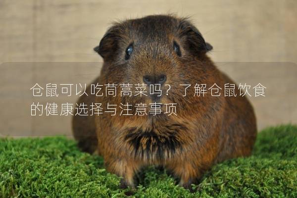 仓鼠可以吃茼蒿菜吗？了解仓鼠饮食的健康选择与注意事项