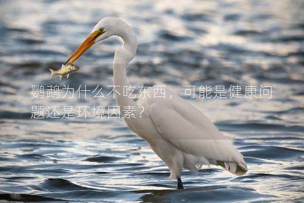 鹦鹉为什么不吃东西，可能是健康问题还是环境因素？
