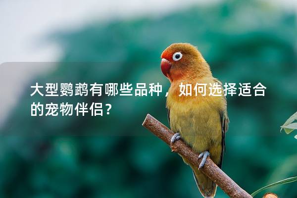 大型鹦鹉有哪些品种，如何选择适合的宠物伴侣？