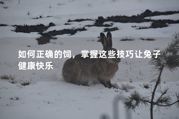 如何正确的饲，掌握这些技巧让兔子健康快乐