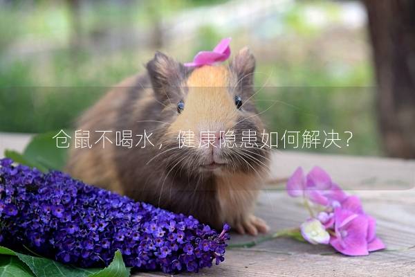 仓鼠不喝水，健康隐患如何解决？