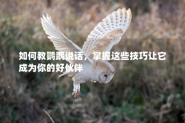 如何教鹦鹉说话，掌握这些技巧让它成为你的好伙伴