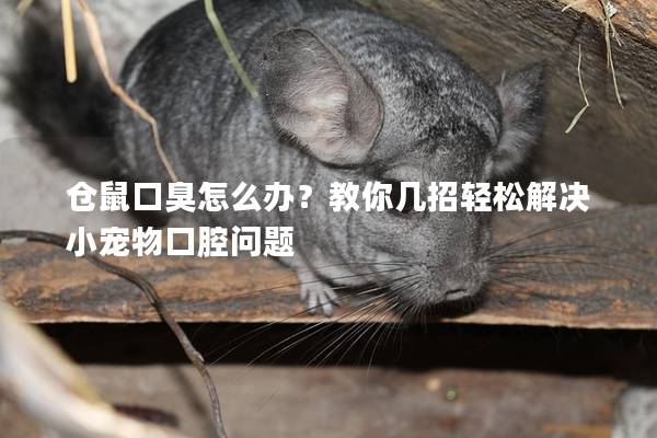 仓鼠口臭怎么办？教你几招轻松解决小宠物口腔问题