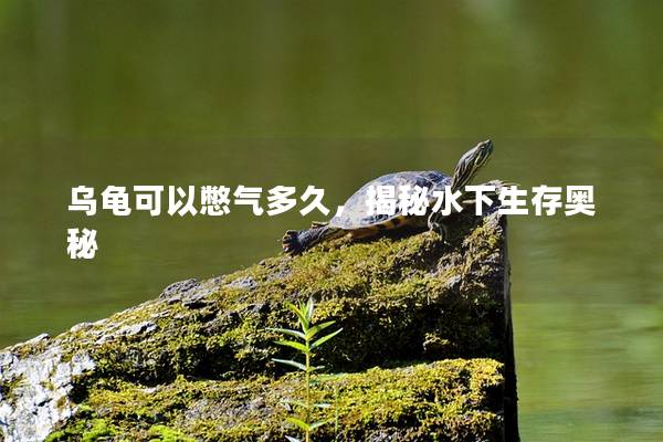 乌龟可以憋气多久，揭秘水下生存奥秘