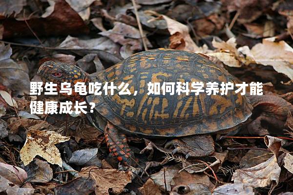 野生乌龟吃什么，如何科学养护才能健康成长？