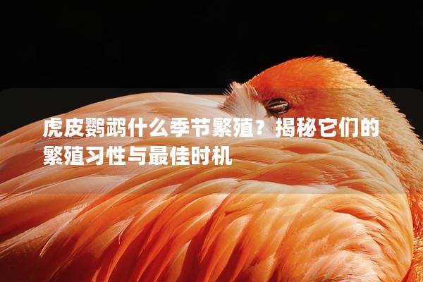 虎皮鹦鹉什么季节繁殖？揭秘它们的繁殖习性与最佳时机
