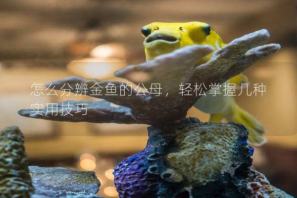 怎么分辨金鱼的公母，轻松掌握几种实用技巧