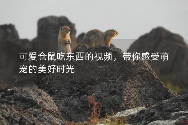 可爱仓鼠吃东西的视频，带你感受萌宠的美好时光
