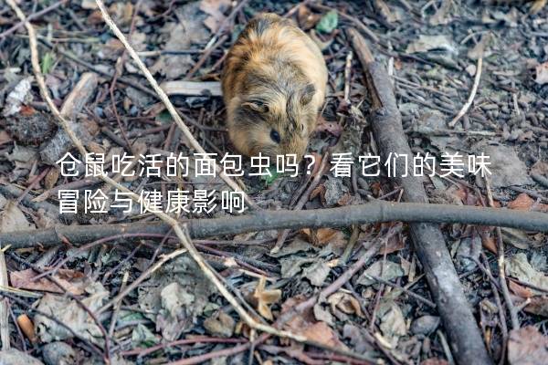 仓鼠吃活的面包虫吗？看它们的美味冒险与健康影响