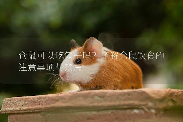 仓鼠可以吃包子吗？了解仓鼠饮食的注意事项与禁忌