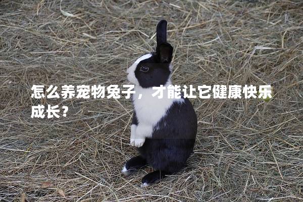 怎么养宠物兔子，才能让它健康快乐成长？