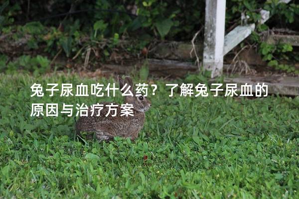 兔子尿血吃什么药？了解兔子尿血的原因与治疗方案