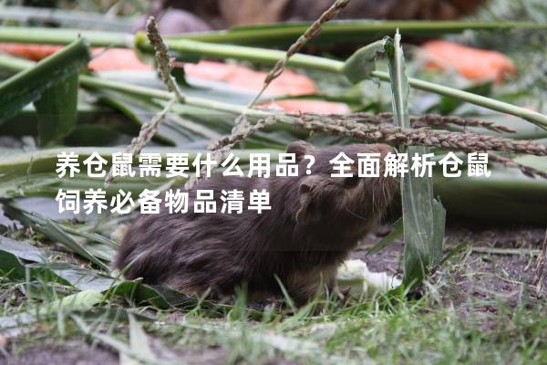 养仓鼠需要什么用品？全面解析仓鼠饲养必备物品清单