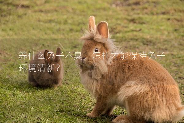 养什么兔子不臭，怎样才能保持兔子环境清新？