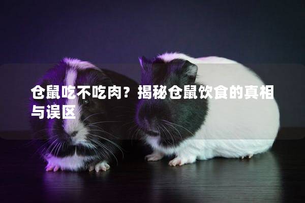 仓鼠吃不吃肉？揭秘仓鼠饮食的真相与误区