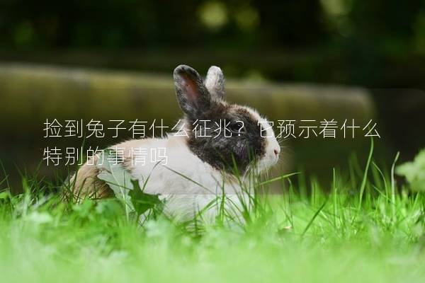 捡到兔子有什么征兆？它预示着什么特别的事情吗