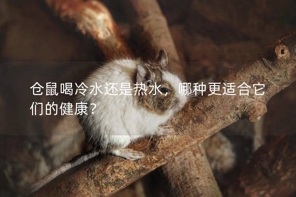 仓鼠喝冷水还是热水，哪种更适合它们的健康？
