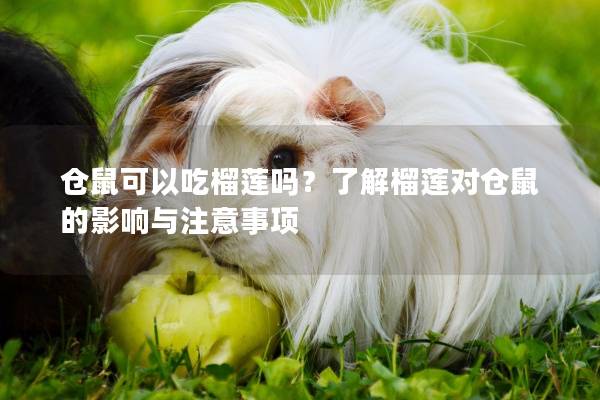 仓鼠可以吃榴莲吗？了解榴莲对仓鼠的影响与注意事项