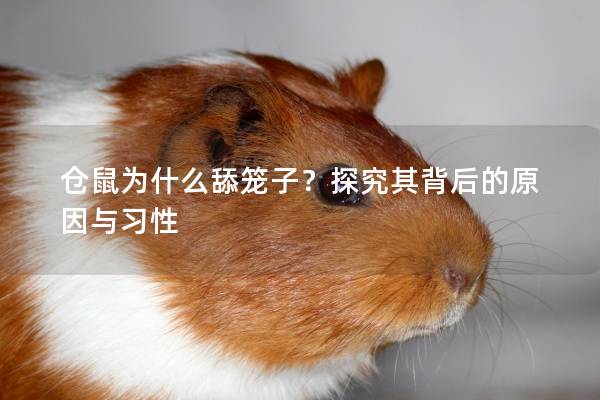 仓鼠为什么舔笼子？探究其背后的原因与习性