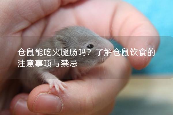 仓鼠能吃火腿肠吗？了解仓鼠饮食的注意事项与禁忌