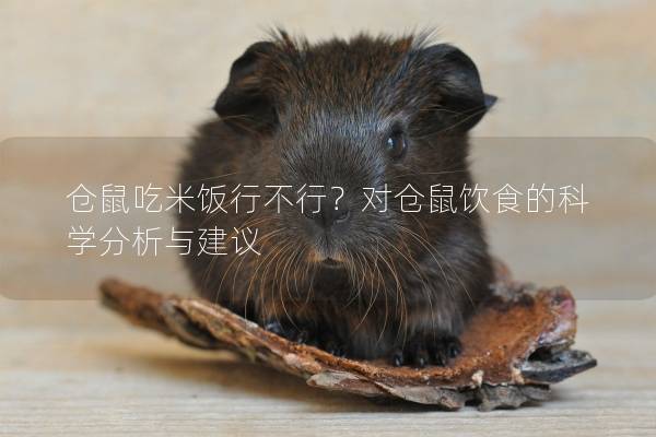 仓鼠吃米饭行不行？对仓鼠饮食的科学分析与建议
