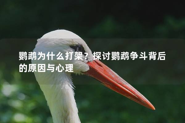 鹦鹉为什么打架？探讨鹦鹉争斗背后的原因与心理