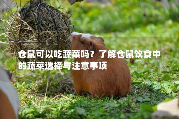 仓鼠可以吃蔬菜吗？了解仓鼠饮食中的蔬菜选择与注意事项