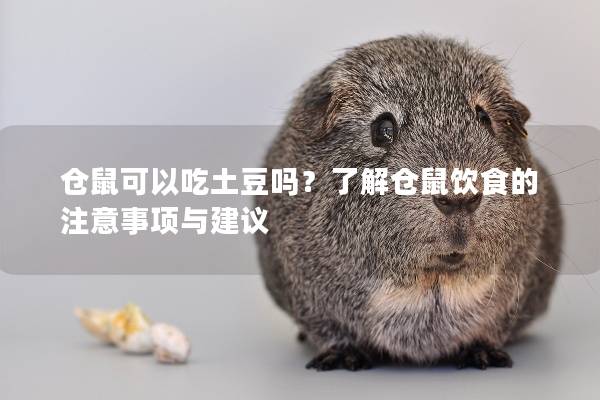 仓鼠可以吃土豆吗？了解仓鼠饮食的注意事项与建议