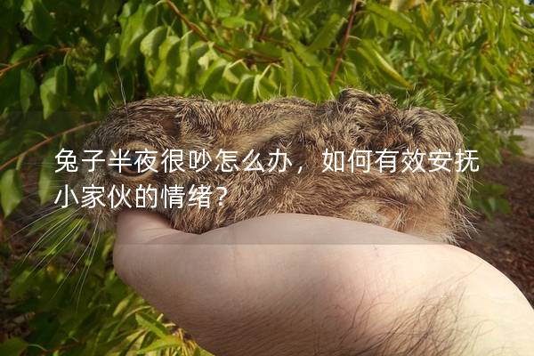兔子半夜很吵怎么办，如何有效安抚小家伙的情绪？