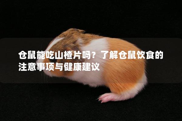 仓鼠能吃山楂片吗？了解仓鼠饮食的注意事项与健康建议