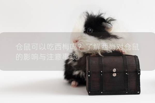仓鼠可以吃西梅吗？了解西梅对仓鼠的影响与注意事项