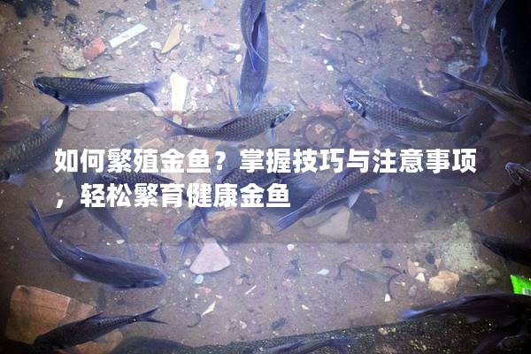 如何繁殖金鱼？掌握技巧与注意事项，轻松繁育健康金鱼