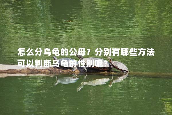怎么分乌龟的公母？分别有哪些方法可以判断乌龟的性别呢？