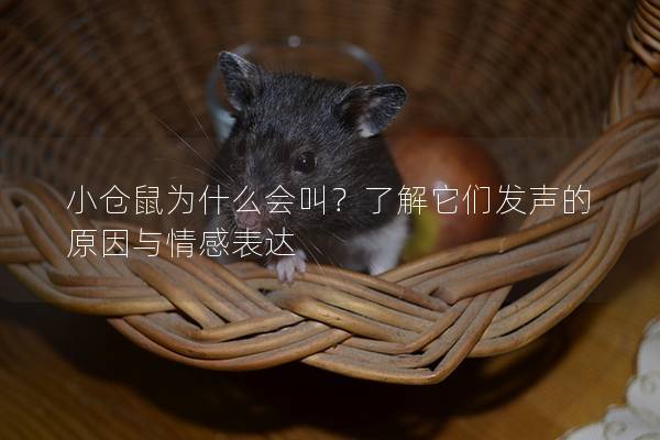 小仓鼠为什么会叫？了解它们发声的原因与情感表达