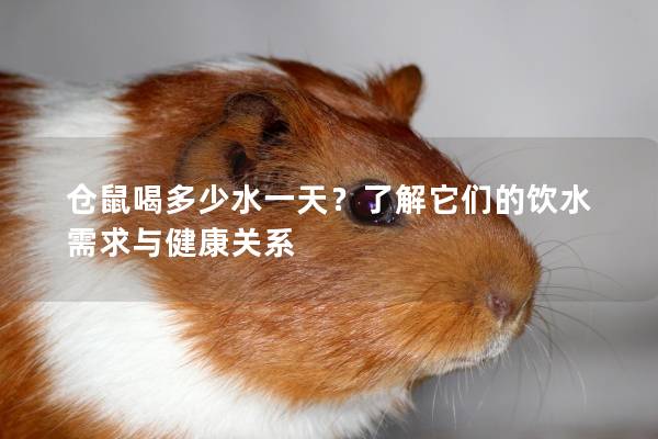 仓鼠喝多少水一天？了解它们的饮水需求与健康关系