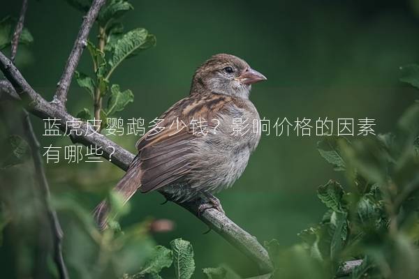 蓝虎皮鹦鹉多少钱？影响价格的因素有哪些？