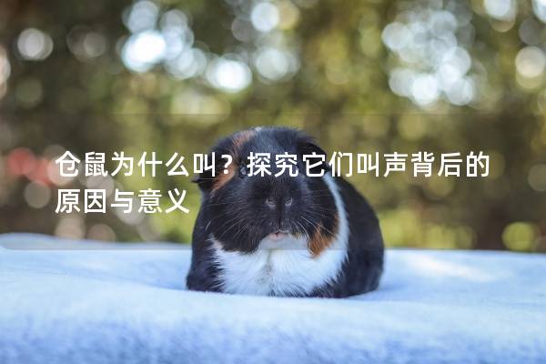 仓鼠为什么叫？探究它们叫声背后的原因与意义
