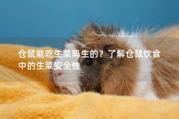 仓鼠能吃生菜吗生的？了解仓鼠饮食中的生菜安全性