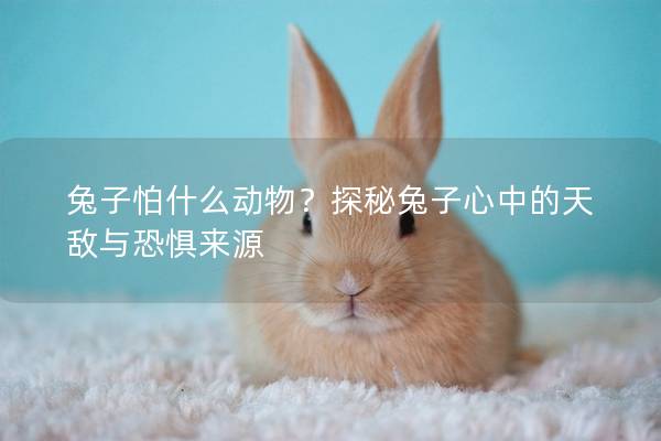 兔子怕什么动物？探秘兔子心中的天敌与恐惧来源