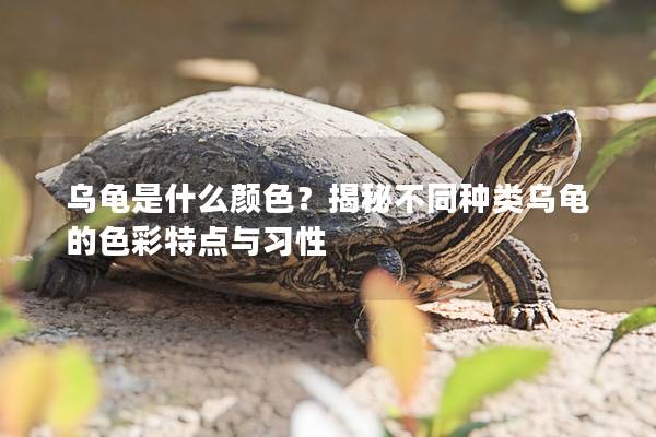 乌龟是什么颜色？揭秘不同种类乌龟的色彩特点与习性