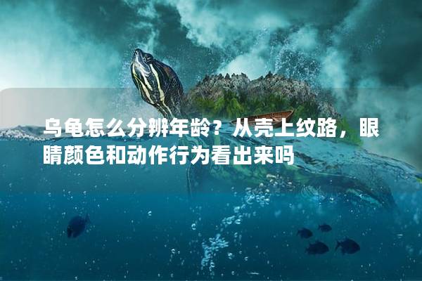 乌龟怎么分辨年龄？从壳上纹路，眼睛颜色和动作行为看出来吗
