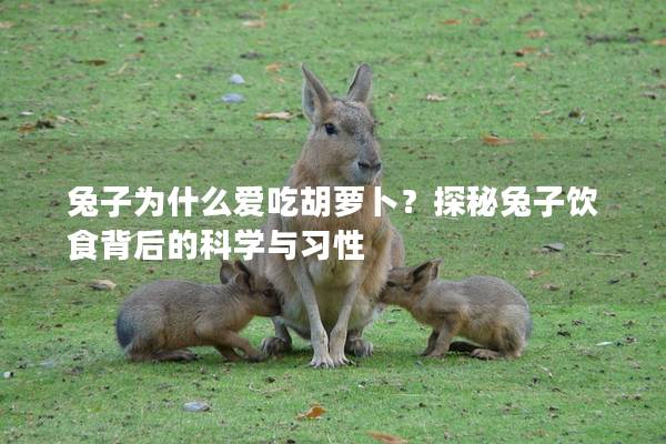 兔子为什么爱吃胡萝卜？探秘兔子饮食背后的科学与习性
