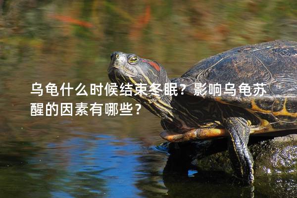 乌龟什么时候结束冬眠？影响乌龟苏醒的因素有哪些？