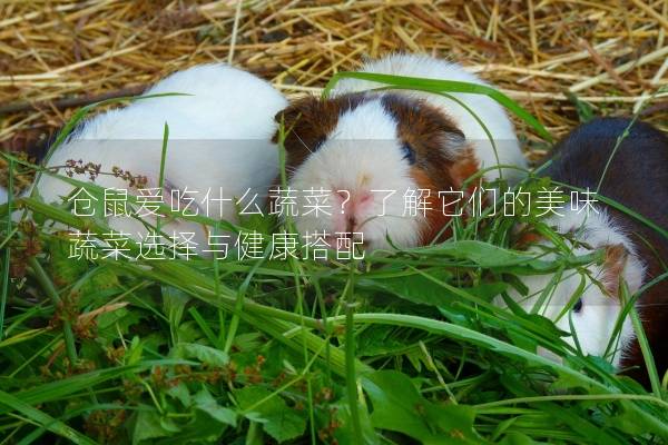仓鼠爱吃什么蔬菜？了解它们的美味蔬菜选择与健康搭配