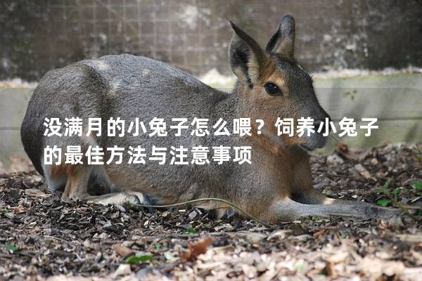 没满月的小兔子怎么喂？饲养小兔子的最佳方法与注意事项