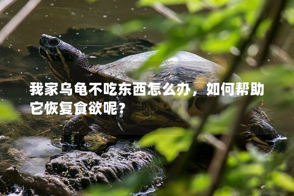 我家乌龟不吃东西怎么办，如何帮助它恢复食欲呢？