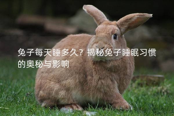 兔子每天睡多久？揭秘兔子睡眠习惯的奥秘与影响